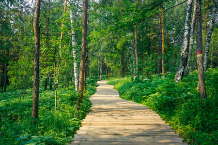 Hiking trail in the nature reserve Krasnoyarsk Pillarsの写真素材