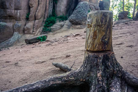 Carved face on a tree stump