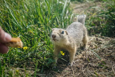 Funny gopher in the park on Tatyshev Island in Krasnoyarskの写真素材