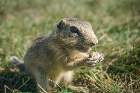 Funny gopher in the park on Tatyshev Island in Krasnoyarsk