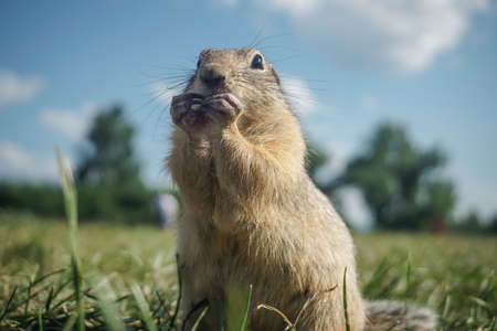 Funny gopher in the park on Tatyshev Island in Krasnoyarskの写真素材