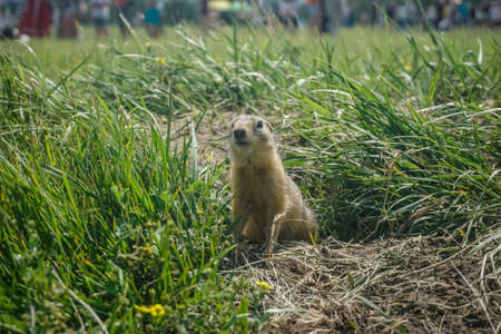 Funny gopher in the park on Tatyshev Island in Krasnoyarsk