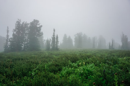 Siberian taiga in the fog in the Ergaki Natural Park