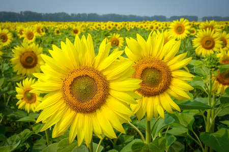 Beautiful yellow sunflowers in the field