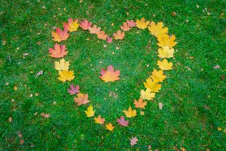 Heart made of autumn maple leaves on green grassの写真素材
