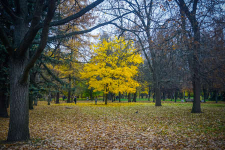 Beautiful autumn trees in the park in St Petersburg. Russia