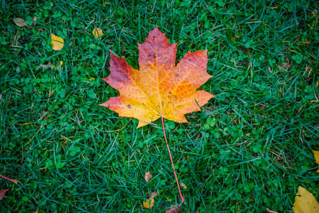 One autumn maple leaf on green grassの写真素材