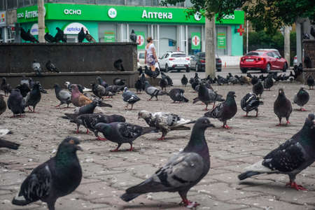 Krasnoyarsk, Russia - June 30, 2019: Many pigeons on the city streetのeditorial素材