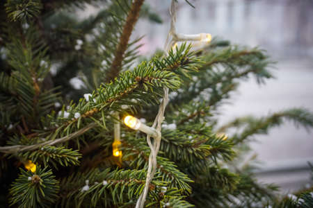Garland hanging on a spruce branchの写真素材