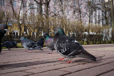 Doves on the sidewalk in the park