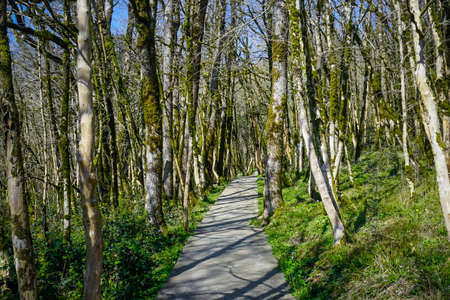 Beautiful park with moss covered treesの写真素材