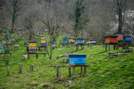 Many wooden bee hives on the lawn