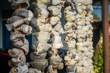 Many seashells suspended from ropesの写真素材