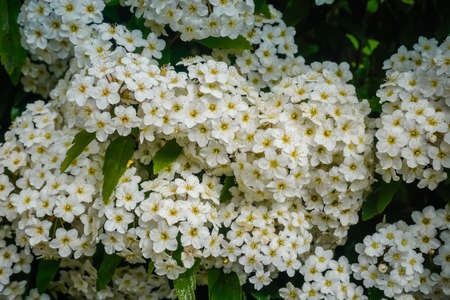 Beautiful flowers bloom in spring