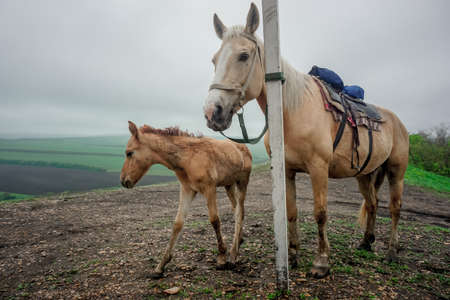 Horse with his little foalの写真素材
