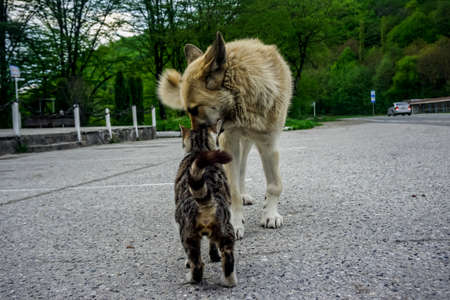 Cat and dog are friends together