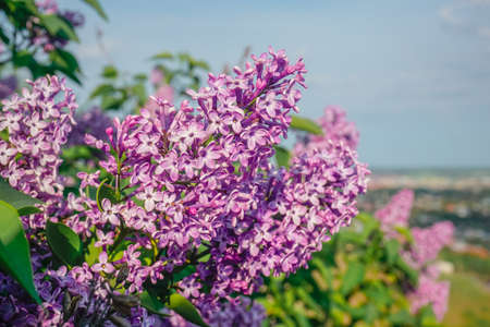 Blooming lilac in spring in the parkの写真素材