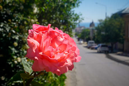Bright blooming red rose on the city streetの写真素材