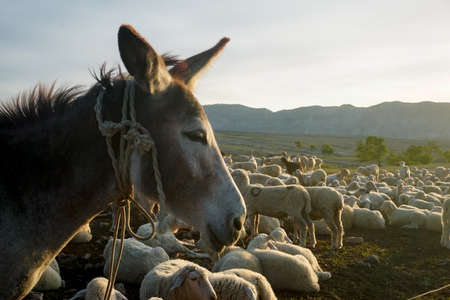 A donkey among a herd of sheep in Dagestanの写真素材