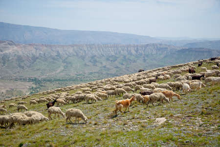 Driving a huge flock of rams and sheep in Dagestan