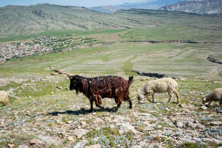 Mountain goat with big horns in the mountains of Dagestanの写真素材