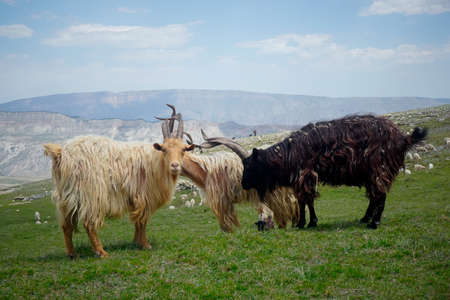 Mountain goat with big horns in the mountains of Dagestanの写真素材