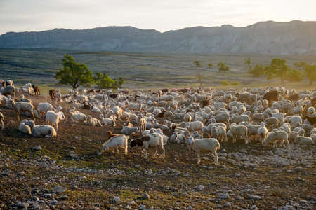 A flock of ram and sheep resting on a meadow at dawnの写真素材