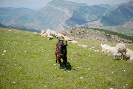 Mountain goat with big horns in the mountains of Dagestanの写真素材