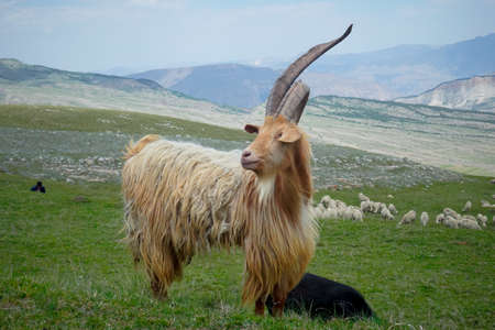 Mountain goat with big horns in the mountains of Dagestanの写真素材