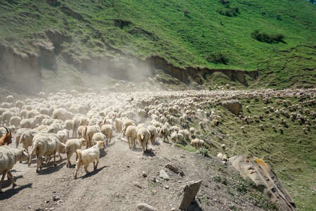 Driving a huge flock of rams and sheep in Dagestan