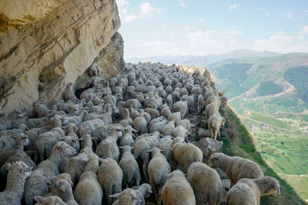 Driving a huge flock of rams and sheep in Dagestanの写真素材