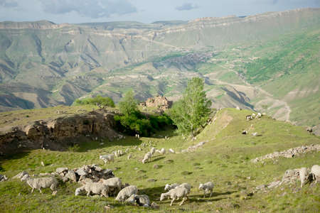 Flock of rams and sheep on a beautiful green meadow at sunset