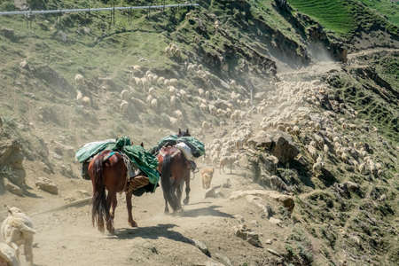 A shepherd with horses leads a flock of sheep and rams through the mountains in Dagestanの写真素材