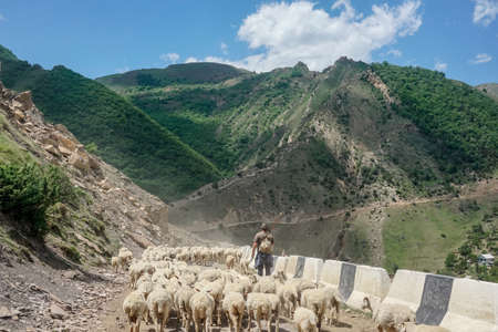 Driving a huge flock of rams and sheep in Dagestan