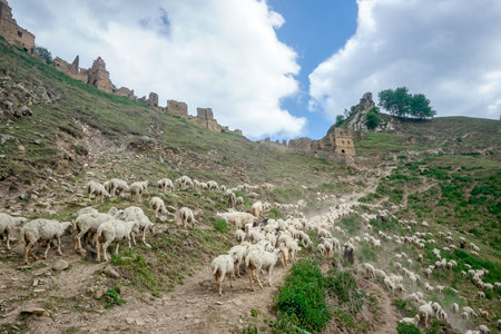 Driving a huge flock of rams and sheep in Dagestanの写真素材