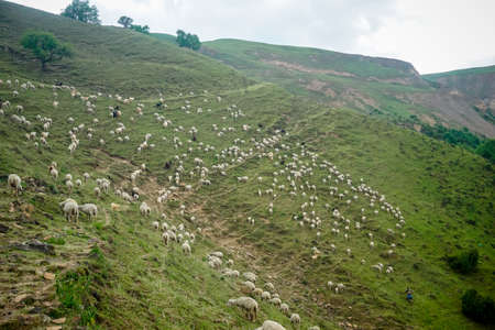 Flock of rams and sheep on a beautiful green meadow at sunsetの写真素材