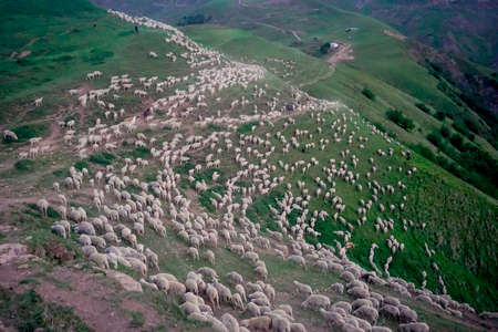 Driving a huge flock of rams and sheep in Dagestanの写真素材