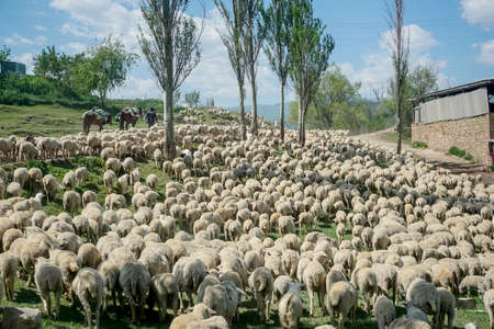 Driving a huge flock of rams and sheep in Dagestan