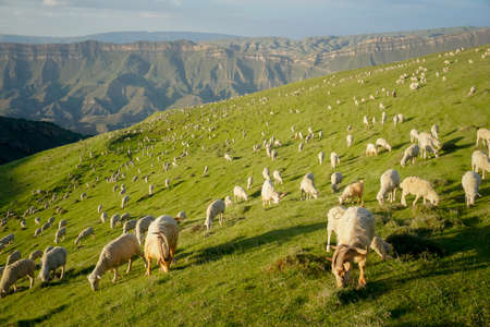 Flock of rams and sheep on a beautiful green meadow at sunsetの写真素材