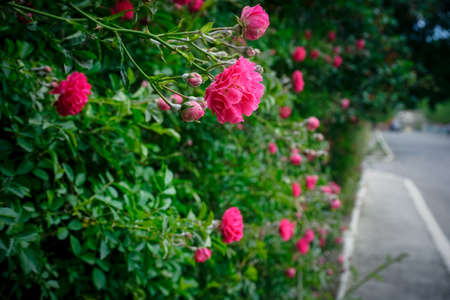 Shrub of blooming red rosesの写真素材