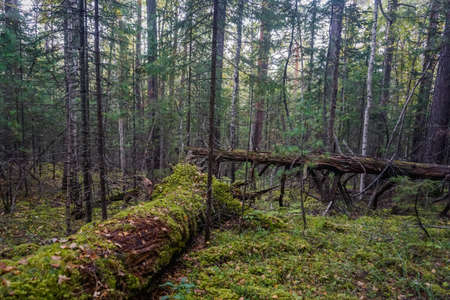 Beautiful Siberian taiga in the Kuturchin White Mountains of the Krasnoyarsk Territory