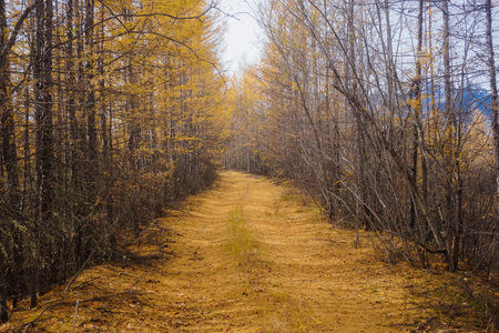 A trail in a larch forest in autumn in the Trans-Baikal Territory in Russia