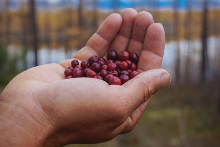 Wild berries of lingonberry in the hand of a manの写真素材
