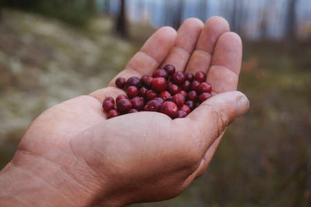 Wild berries of lingonberry in the hand of a manの写真素材