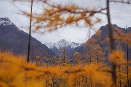 Golden autumn larch trees on the background of the Kodar ridgeの写真素材