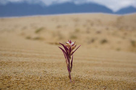 Lonely little flower in the Chara desert in Trans-Baikal territoryの写真素材