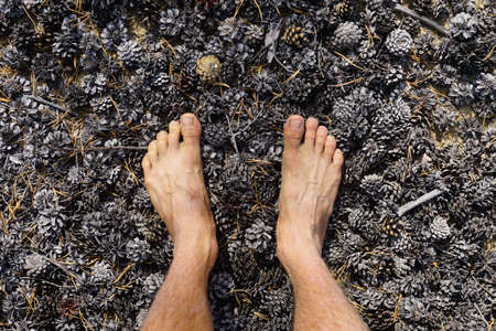 Feet on autumn larch cones in Chara desert in Trans Baikal territoryの写真素材