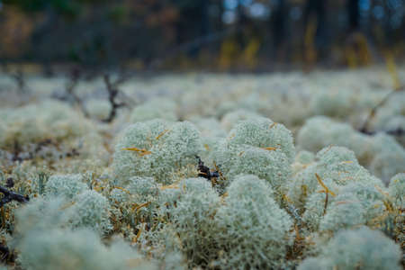 Moss in the taiga in autumn on Sakhalin Island in Russia