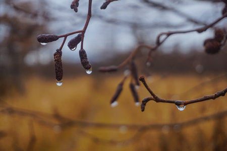 Drops on a tree branch in autumn in the forestの写真素材