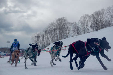 Petropavlovsk-Kamchatsky, Russia - February 22, 2021: Traditional dog sled race Beringia